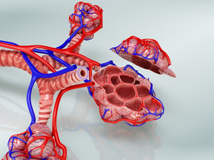 Anatomy of LUNGS 3D-Modell
