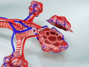 Anatomy of LUNGS 3D Model