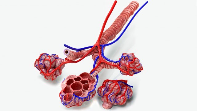 Alveoli - Cross-Section 3D Модель .c4d .max .obj .3ds .fbx .stl .blend 