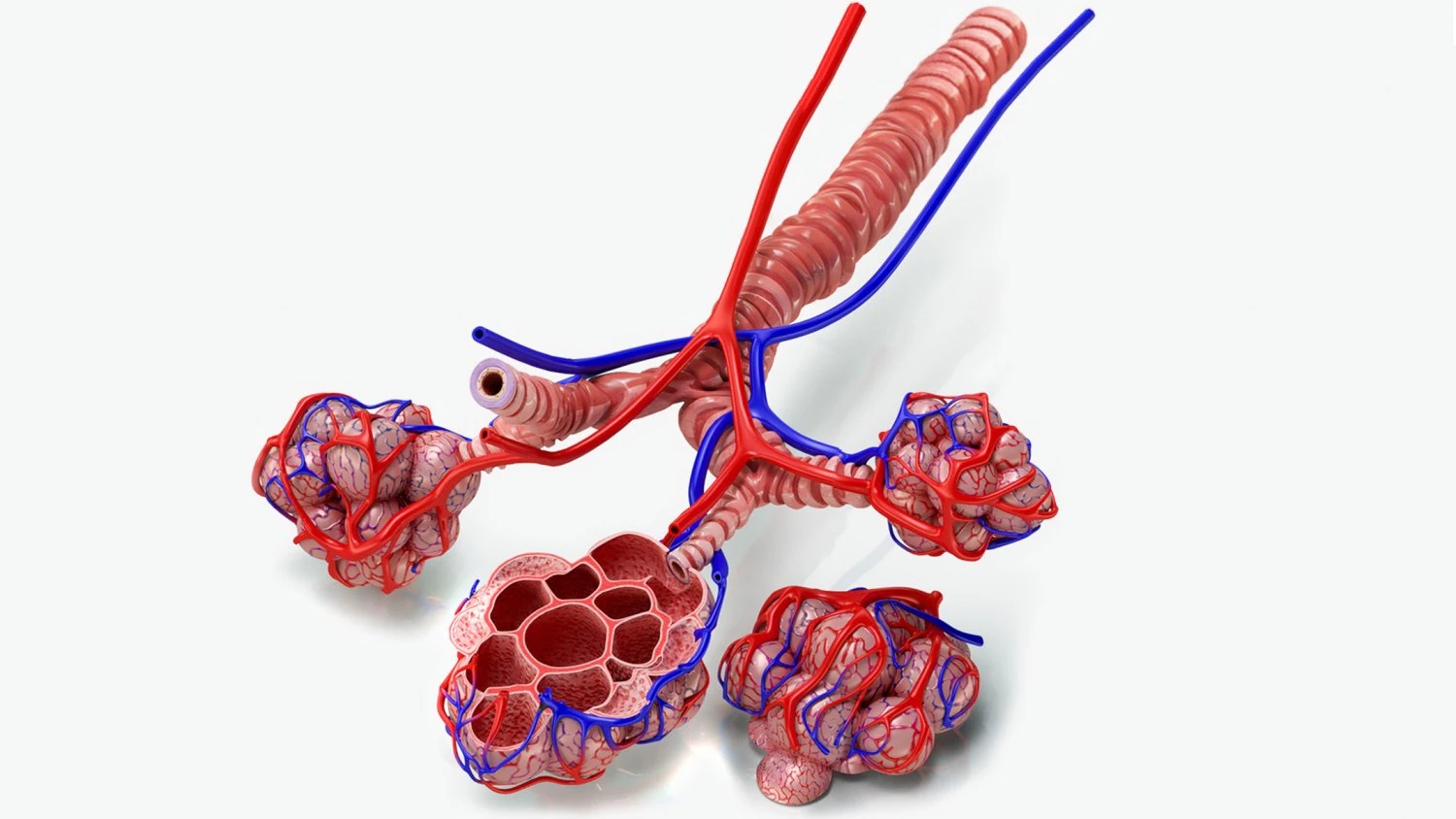 Alveoli - Sezione trasversale Modello 3D .c4d .max .obj .3ds .fbx .stl .blend 
