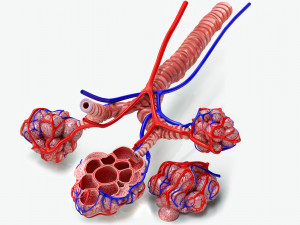 Alveoli - Cross-Section 3D 模型