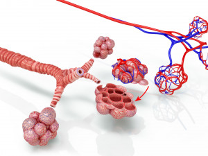 Alveoli - Cross-Section 3D Модель
