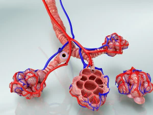 Alveoli - Sezione trasversale Modello 3D
