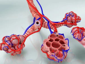 Alveoli - Sezione trasversale Modello 3D