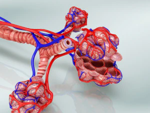Alveoli - Sezione trasversale Modello 3D