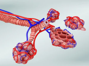 Alveoli - Sezione trasversale Modello 3D