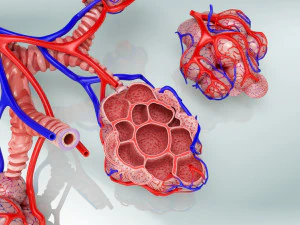 Alveoli - Sezione trasversale Modello 3D