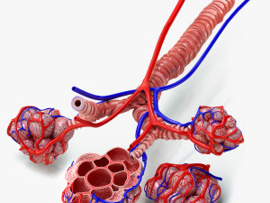 Alveoli - Cross-Section 3D Модель
