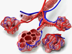 Alveoli - Sezione trasversale Modello 3D