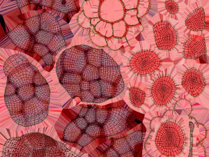 Alveoli - Sezione trasversale Modello 3D