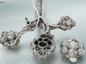 Alveoli - Sezione trasversale Modello 3D