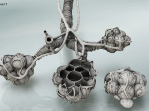 Alveoli - Sezione trasversale Modello 3D