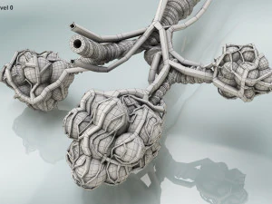 Alveoli - Sezione trasversale Modello 3D