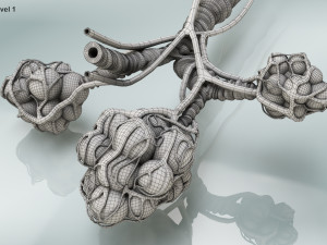 Alveoli - Cross-Section 3D Модель