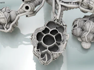 Alveoli - Sezione trasversale Modello 3D