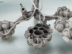 Alveoli - Cross-Section 3D Модель
