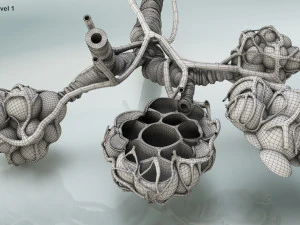 Alveoli - Sezione trasversale Modello 3D
