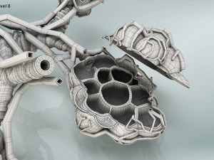 Alveoli - Sezione trasversale Modello 3D