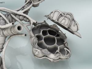 Alveoli - Cross-Section 3D Модель