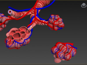Alveoli - Cross-Section 3D Модель