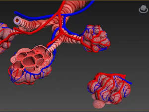 Alveoli - Sezione trasversale Modello 3D