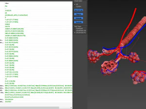 Alveoli - Sezione trasversale Modello 3D