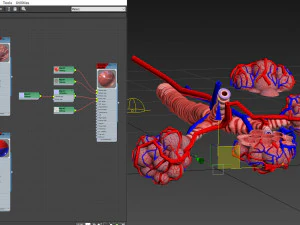 Alveoli - Sezione trasversale Modello 3D