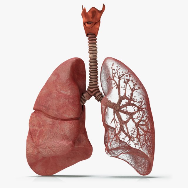 Lungs with bronchial tree 3D Model .c4d .max .obj .3ds .fbx .stl .blend 