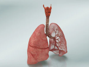 Lungs with bronchial tree 3D Model