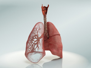 Lungs with bronchial tree 3D Model