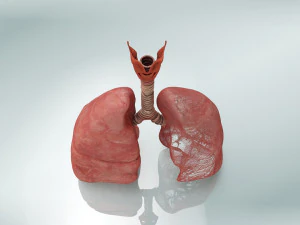 Lungs with bronchial tree 3D Model