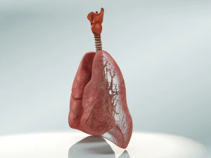 Lungs with bronchial tree 3D Model