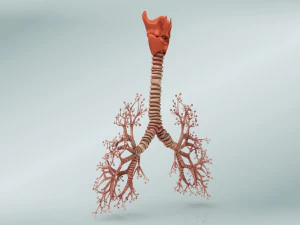 Lungs with bronchial tree 3D Model
