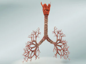Lungs with bronchial tree 3D Model