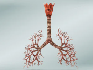Lungs with bronchial tree 3D Model