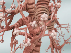 Lungs with bronchial tree 3D Model