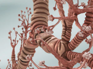 Lungs with bronchial tree 3D Model