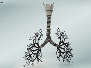 Lungs with bronchial tree 3D Model