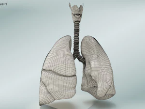 Lungs with bronchial tree 3D Model