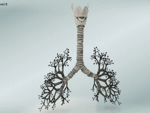 Lungs with bronchial tree 3D Model