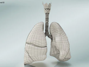 Lungs with bronchial tree 3D Model