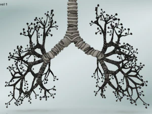 Lungs with bronchial tree 3D Model