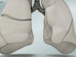 Lungs with bronchial tree 3D Model