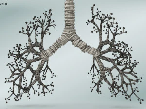 Lungs with bronchial tree 3D Model