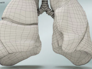 Lungs with bronchial tree 3D Model