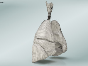 Lungs with bronchial tree 3D Model