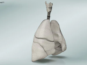 Lungs with bronchial tree 3D Model