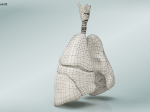 Lungs with bronchial tree 3D Model