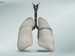Lungs with bronchial tree 3D Model