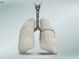 Lungs with bronchial tree 3D Model